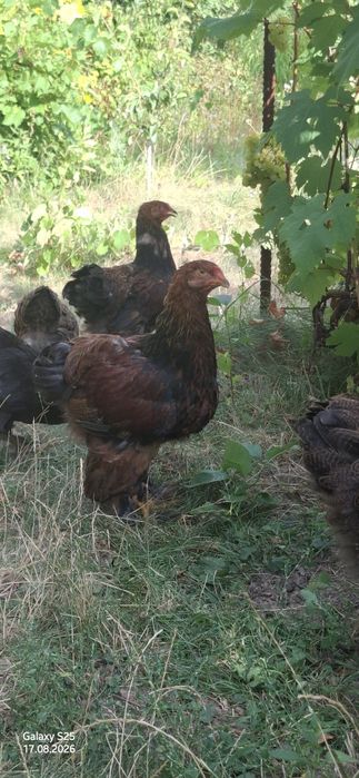 Продам Курчата Брама