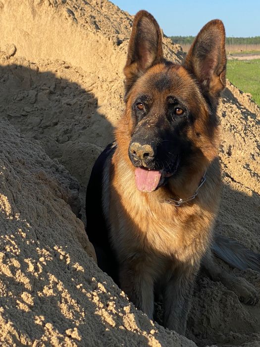 Piesek Owczarka Niemieckiego krótkowłosy FCI