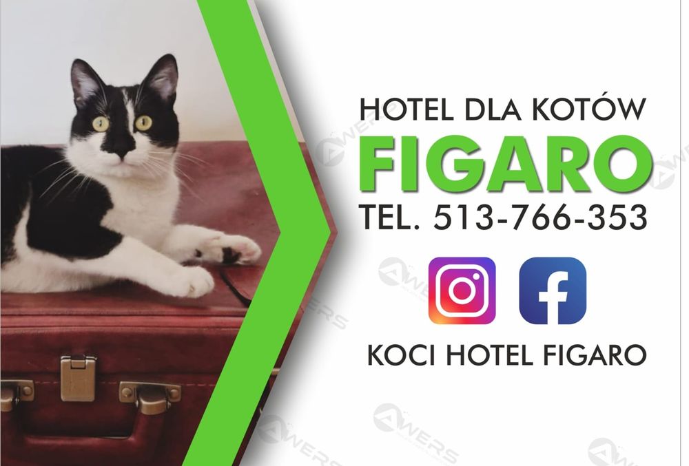 Koci hotel, hotel dla kotów , opieka dla pupila