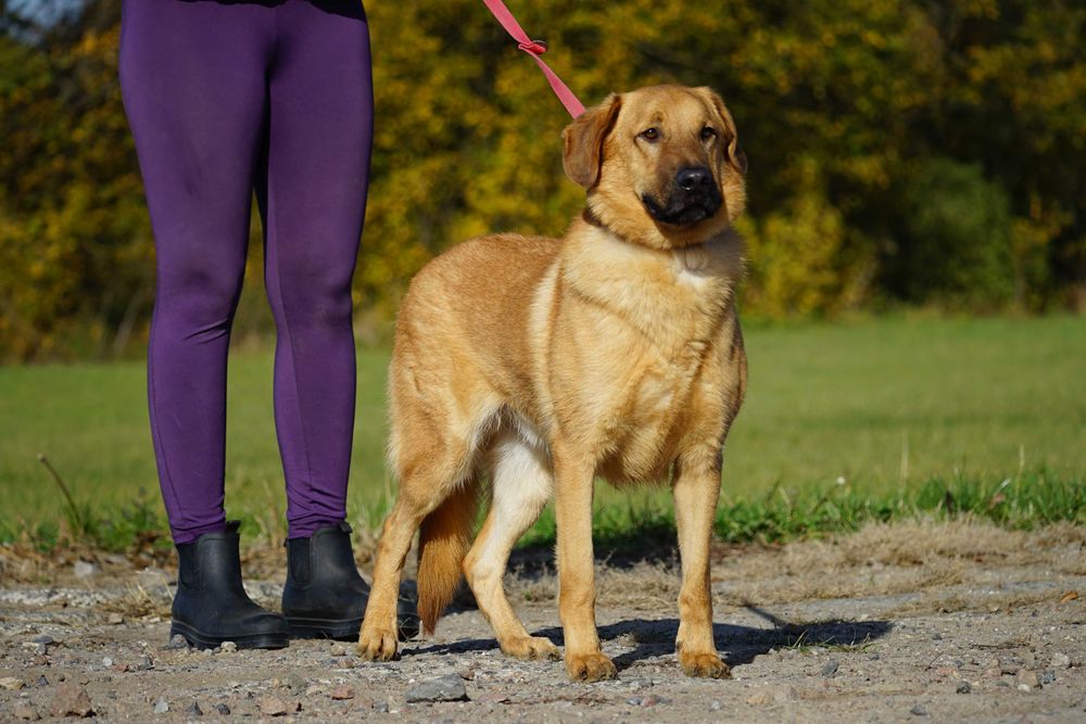 Sajon - piękny, duży pies - pomagamy w transporcie