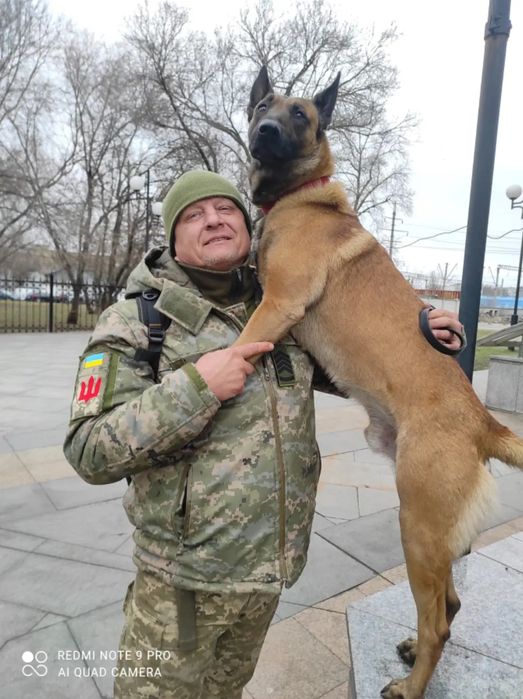 Бельгийская овчарка,вязка!!!Старший солдат ЗСУ!Гусары денег не берут!