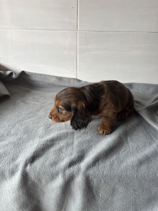 Teckel macho pelo comprido miniatura