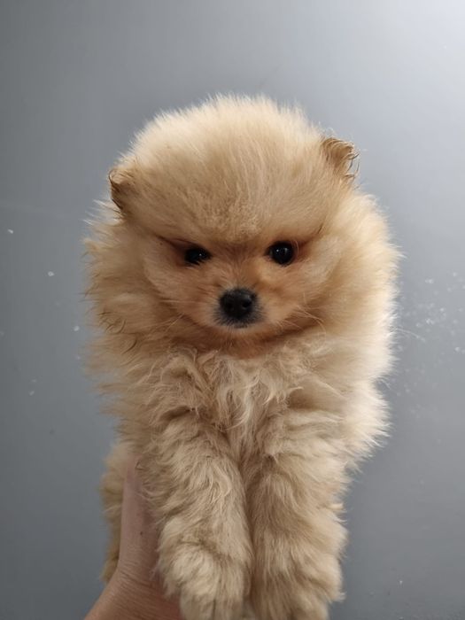 Szpic miniaturowy pomeranian