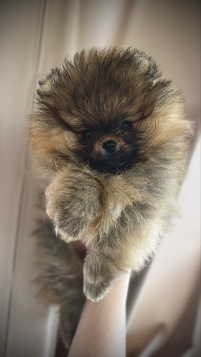Szpic miniaturowy pomeranian FCI