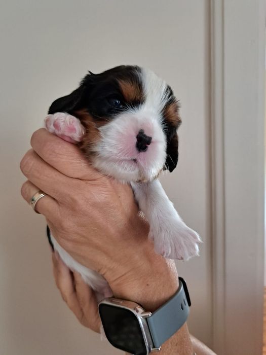 Cavalier King Charles Spaniel