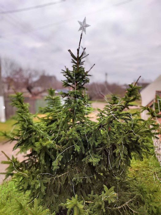 Вулична гірлянда з зірочкою на ялинку