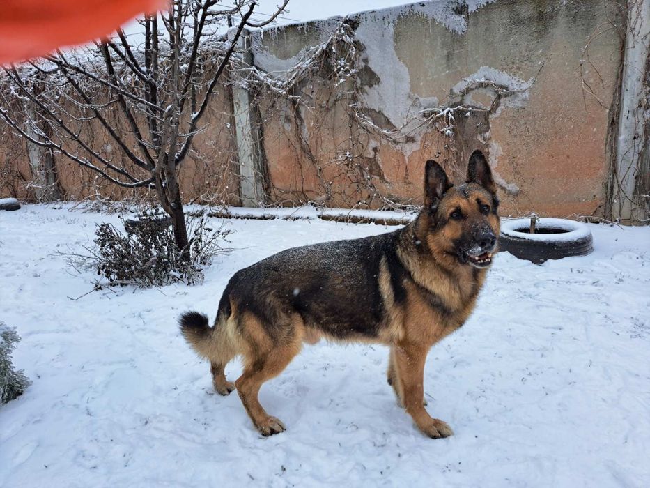 Кобель немецкой овчарки