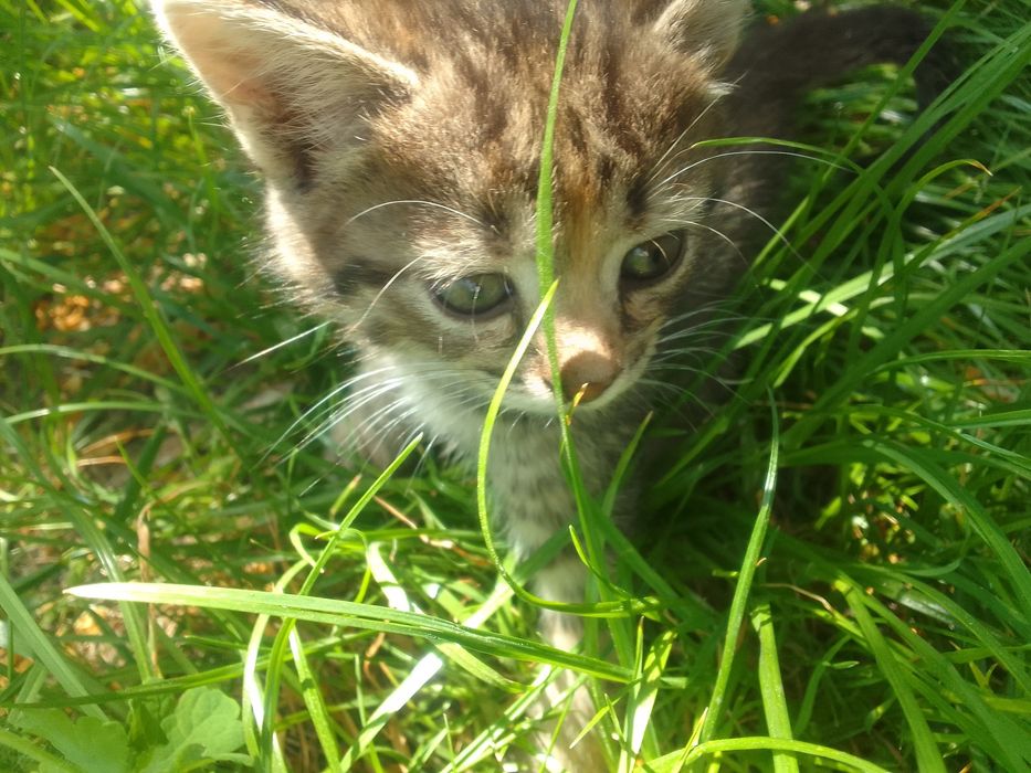 Отдам котика в хорошые руки