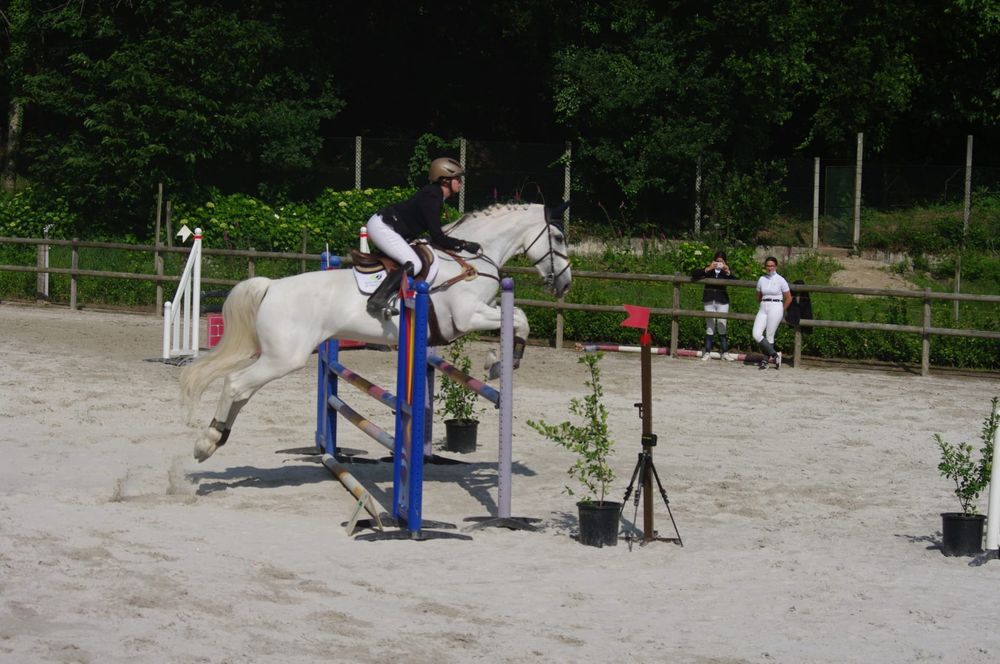 Cavalo TGE Sela Francês