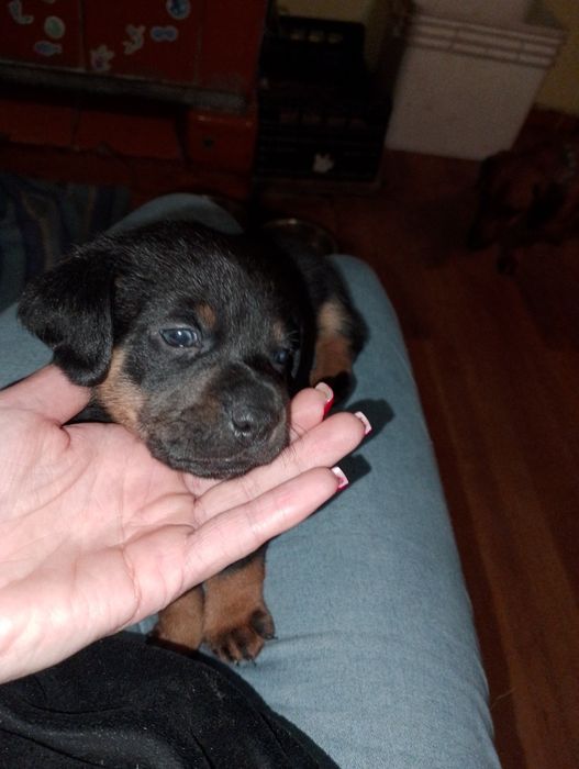 Oddam  szczeniaczki w dobre ręce