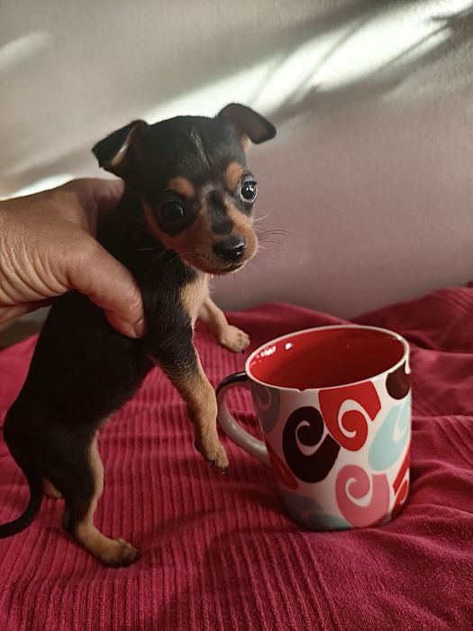 Pinscher miniatura - fêmea