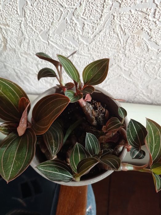 Орхидея Лудизия.