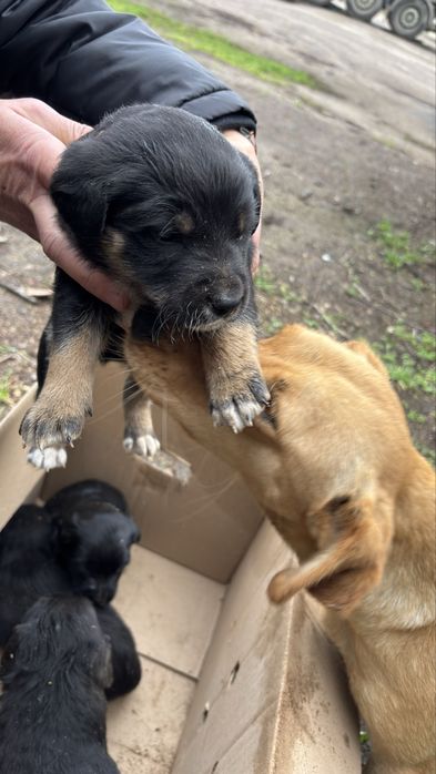 Віддаємо цуценят