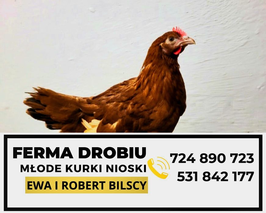 Kury Nioski Ferma Drobiu Ewa/Robert Bilscy Najwyższa Jakość