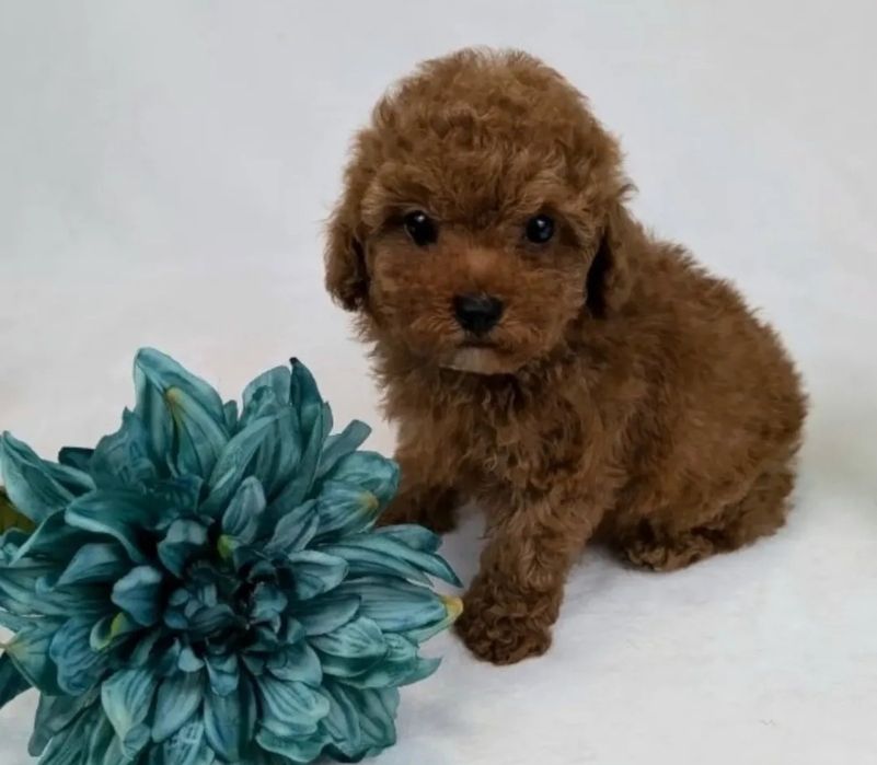 Малиш той пудель ,шукає  родину