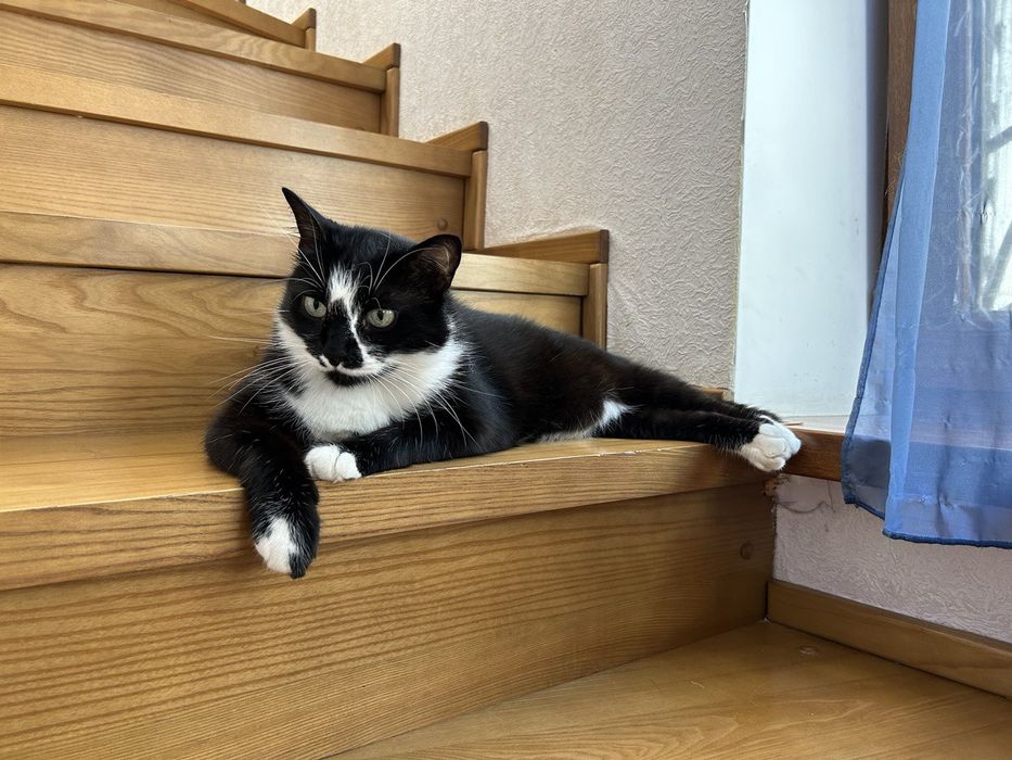 Отдадим кота по кличке Жужик