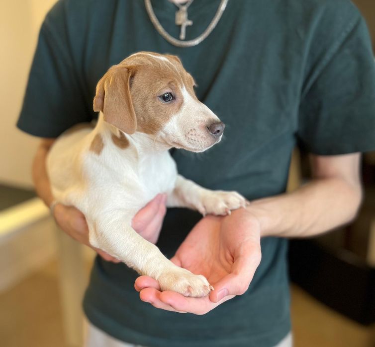 Jack Russell Terrier