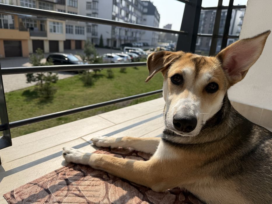 Лола, 9 місяців (собака, метис)