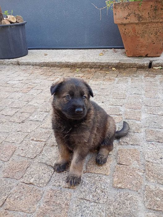 Cão  pastor alemão  linha trabalho checa