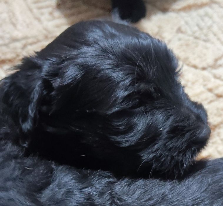 Sznaucer olbrzym pies