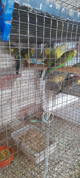 Piriquitos para ceder