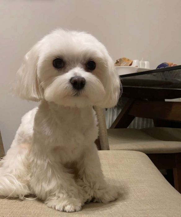 в‘язка кобель мальтійської балонки