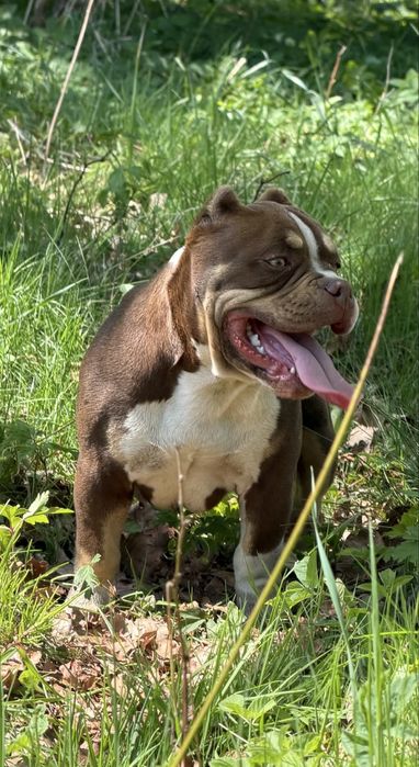 Suczka American Bully Pocket