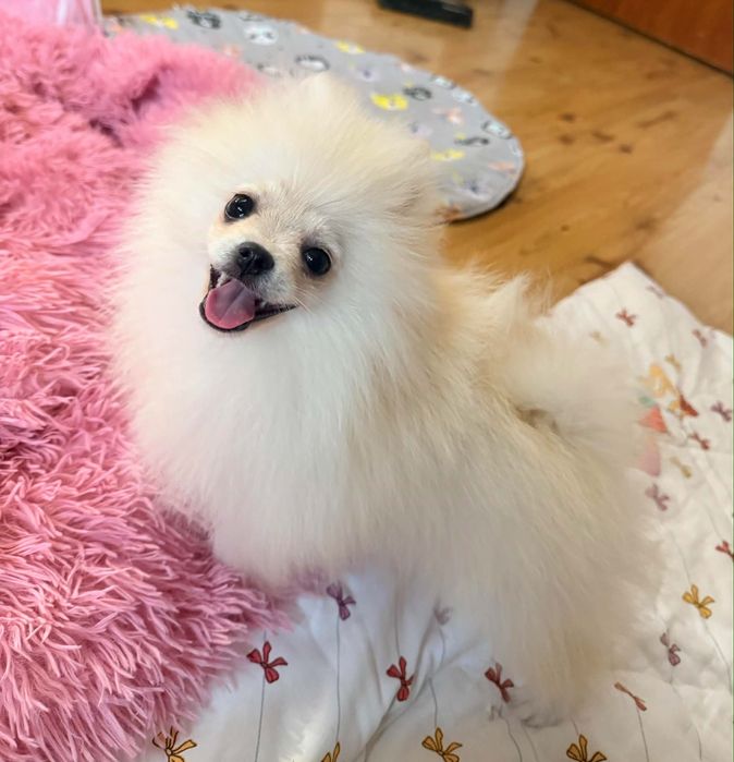 Szpic miniaturowy pomeranin