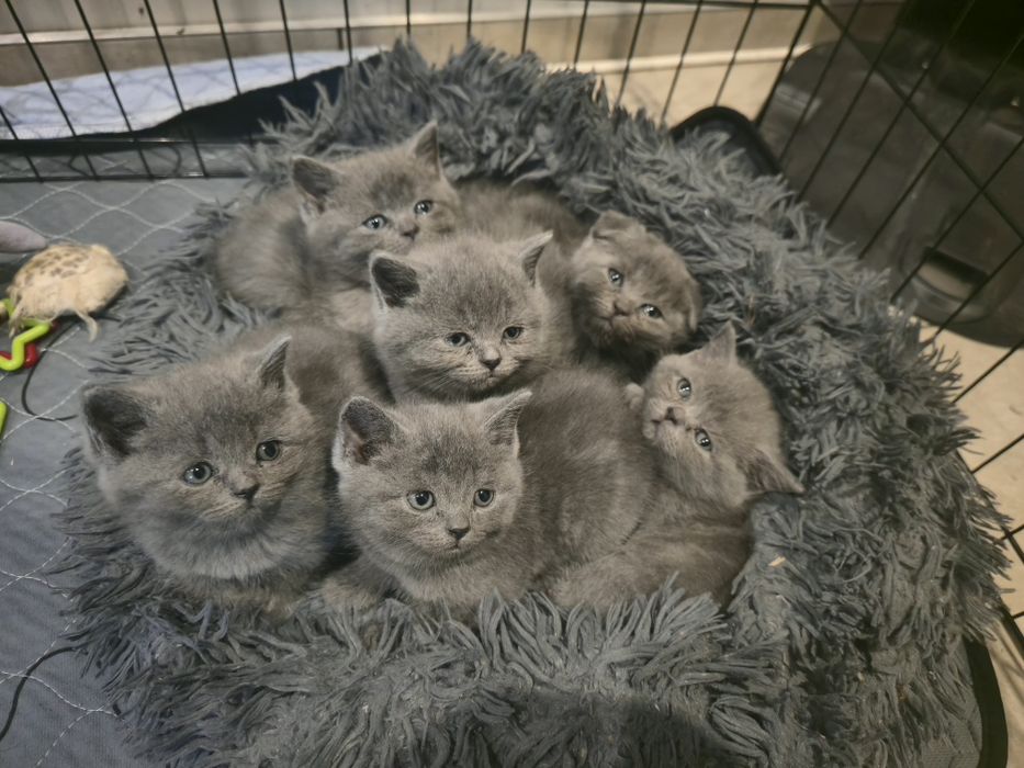 Kot brytyjski krótkowłosy