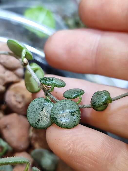 hoya serpens silver, хойя серпенс сілвер
