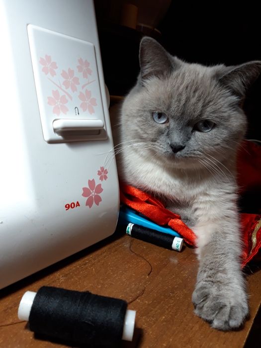 Блю-поинт страйт/ девочка