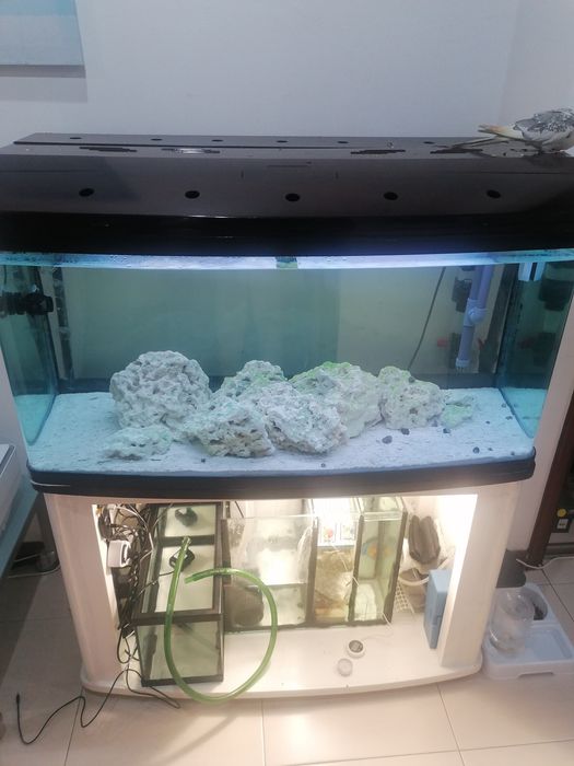 Aquário marinho completo 200 litros