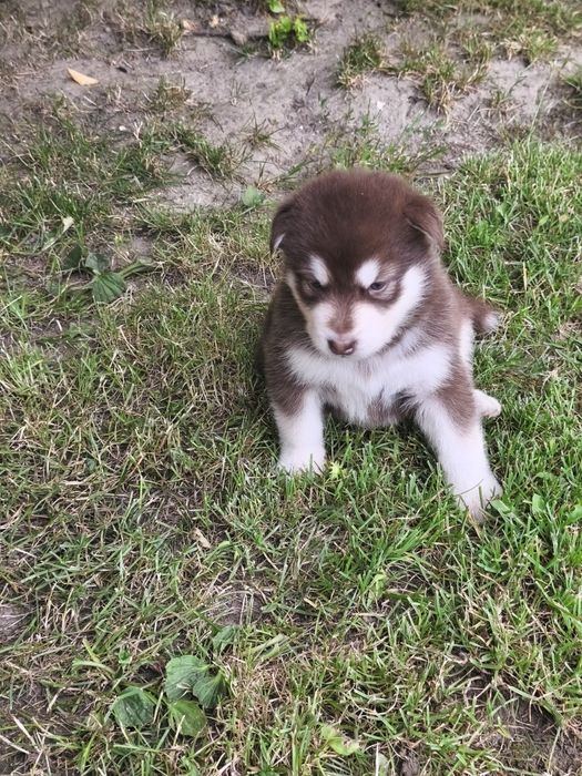 Alaskan Malamute szczeniak.