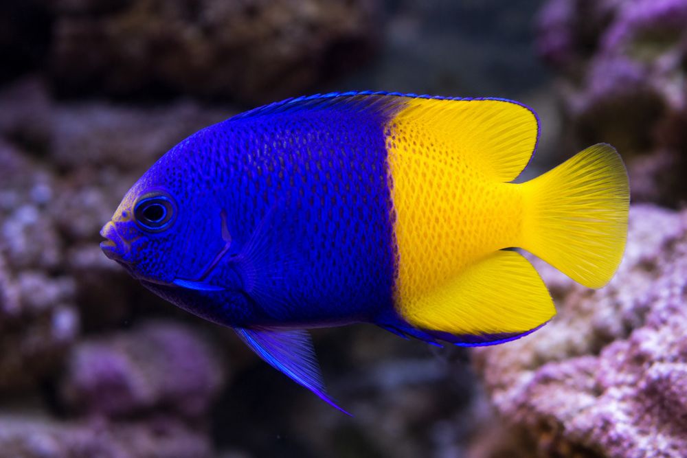 Ryba Centropyge bicolor Medium Średnia  Bicolor Angelfish