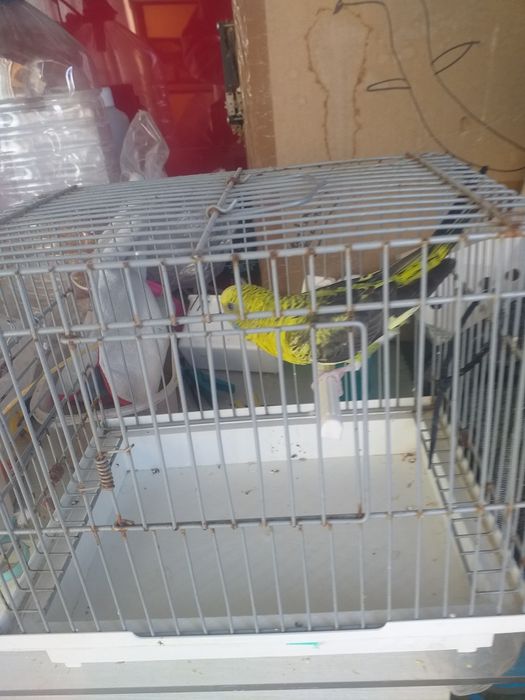 Piriquitos asas negras novo