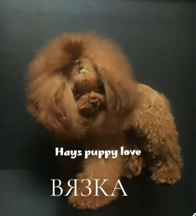 ‼️Беби фейс холка 18 см