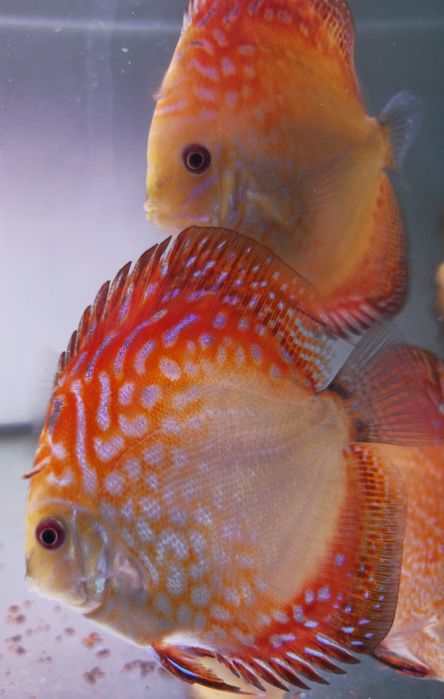 Discus em stock mais 1000 peixes nascidos este ano
