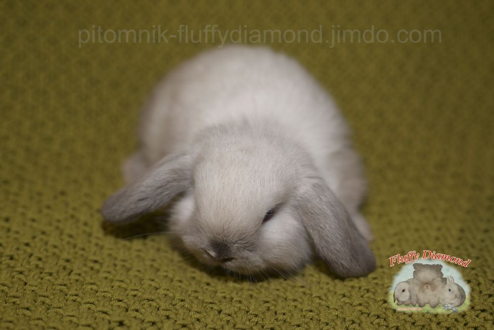 Дівчинка породи NHD (Nederlandse Hangoor Dwerg)