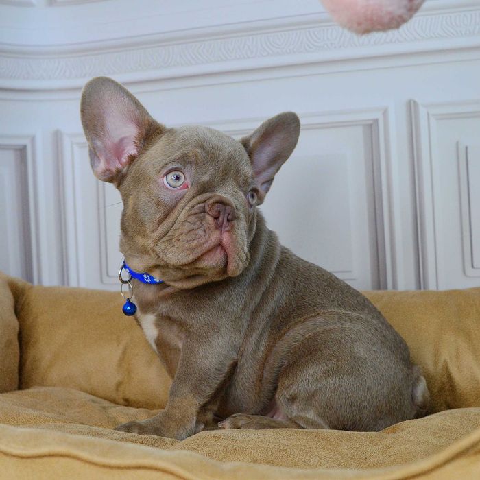 Казкові хлопчики у пошуках люблячих родин!!!