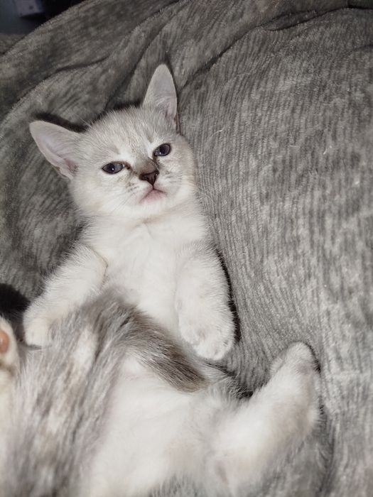 Котята срібна шиншила