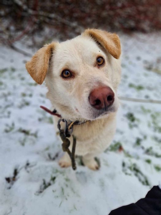 Biszkopt do adopcji Schronisko Sokoło