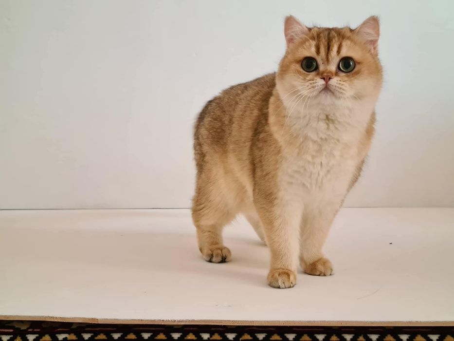 Золота британська кішечка