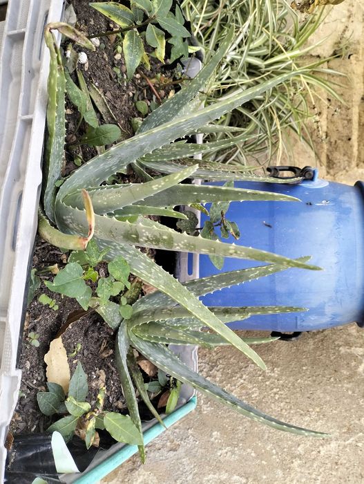 Planta Aloé Vera pequenas