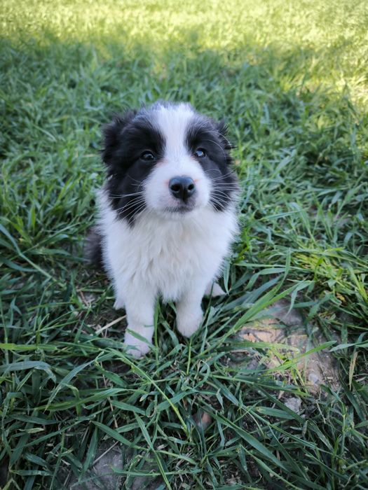 Border Collie Samiec