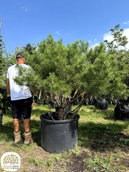 sosna Umbraculifera wielopniowa, duże sosny 125-200cm, Pinus densiflora
