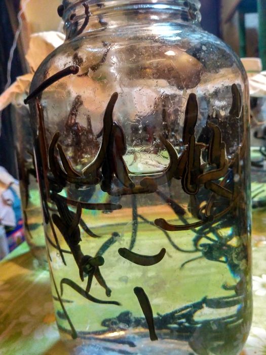 П'явки для лікування