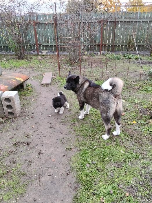 Щенок Американської акіти