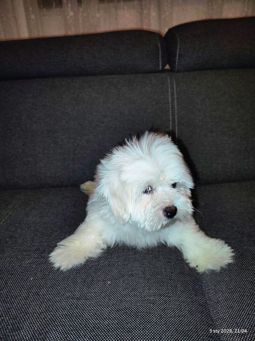 Maltańczyk piesek ostatni