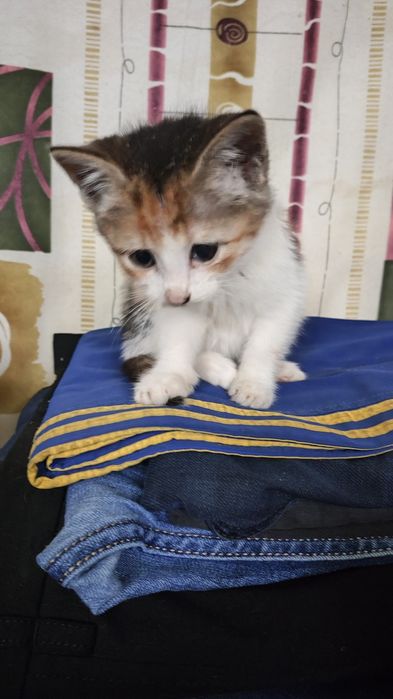 Віддам в добрі руки кошеня дівчинка