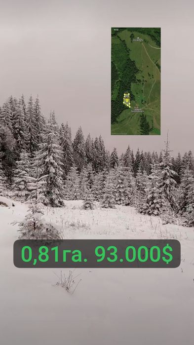 Ділянка оточена лісом